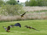 FZ015451 Red kites feeding (Milvus milvus).jpg